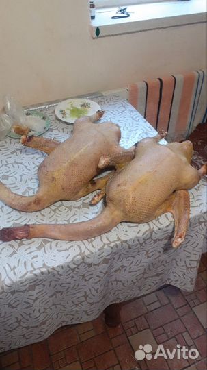 Гуси домашние