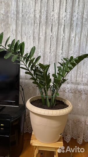 Замиокулькас