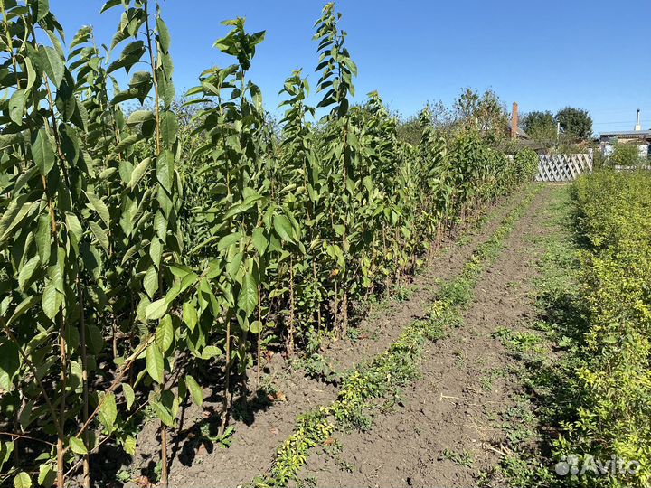 Саженцы плодово-ягодных культур. Хвойники.Розы