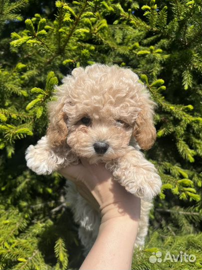 Мальтпу f1 Mini