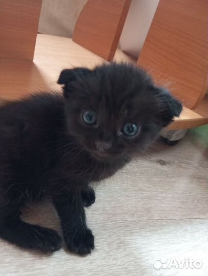 Котята от вислоухой