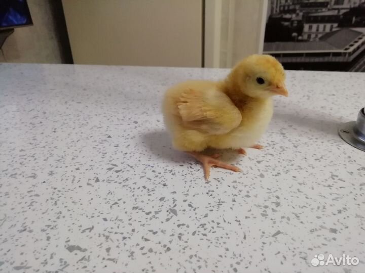 Цыплята Брама, Орпингтон