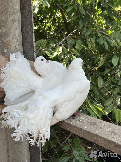 Продажа голубей