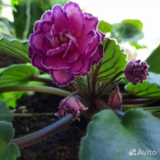 Фиалки (листы на срез)