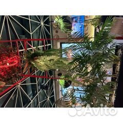 Кальянный Мастер