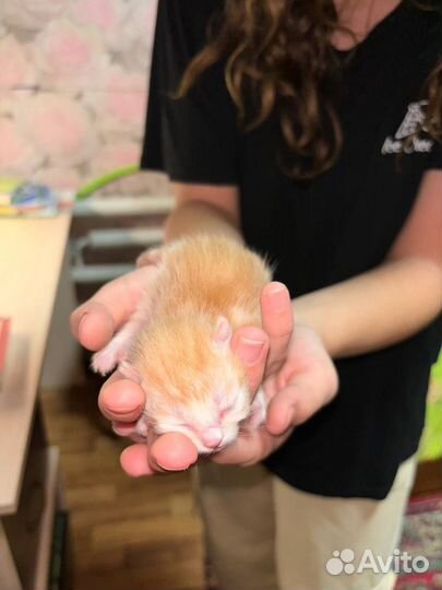 Котятки в добрые руки