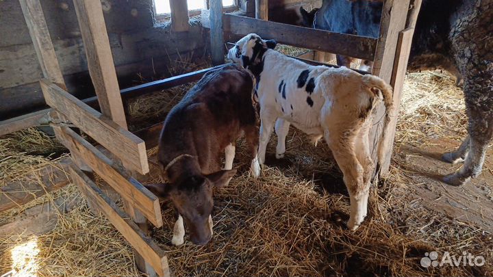 Продажа телят