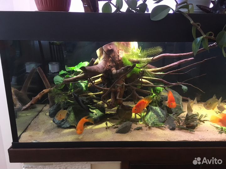 Обслуживание, запуск, чистка Аквариума