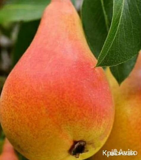 Саженцы груши