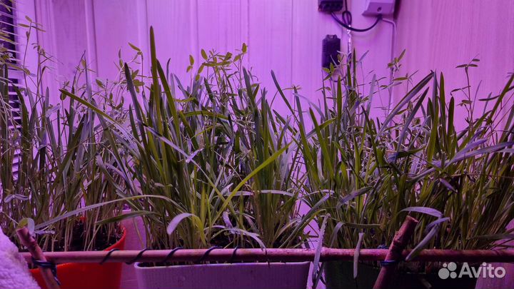 Светодиодная лампа для растений