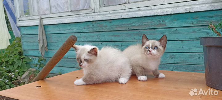 Отдам в добрые руки
