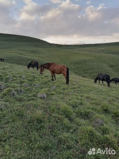 Лошадь кобыла