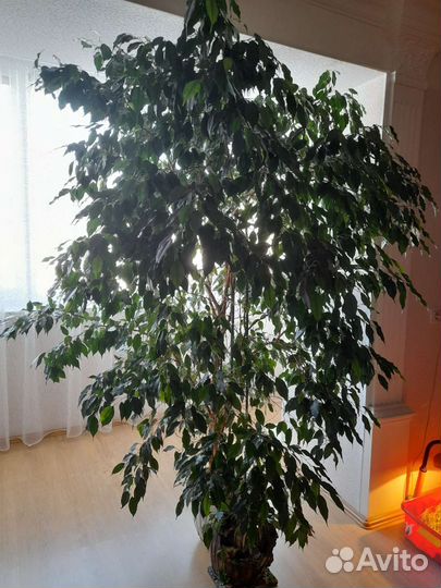 Фикус бенджамина