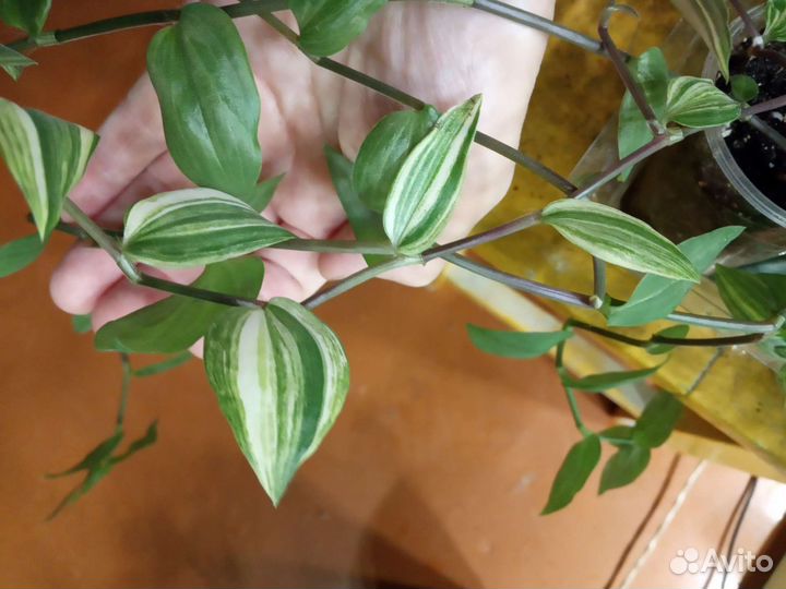 Традесканции