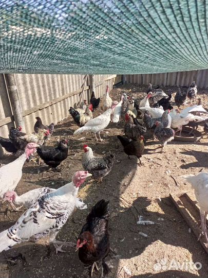 Гуси, индюки, куры, петушки, кролики