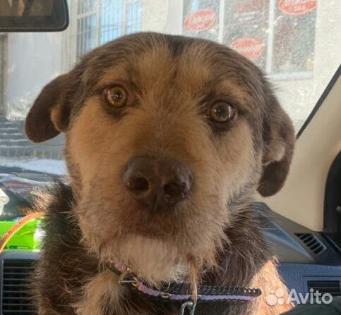 Ищем дом для Гарри, тихого и грустного