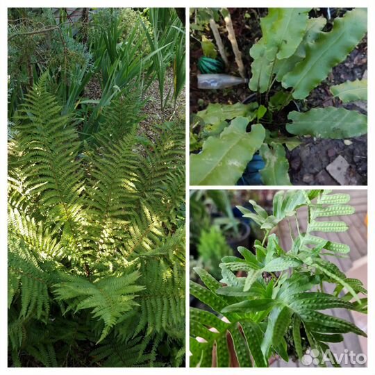 Папоротник