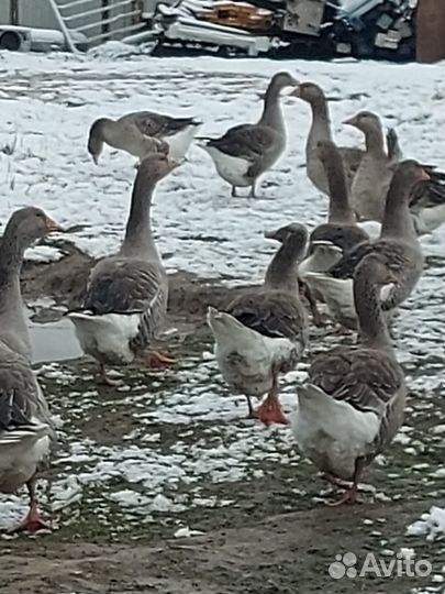 Гуси,кролики,утки