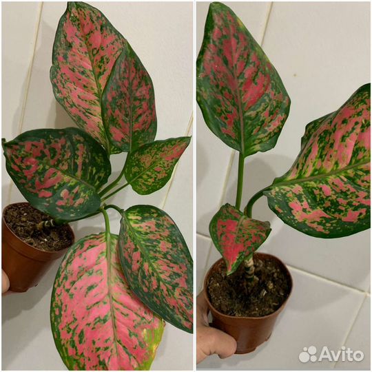 Аглаонемы сортовые