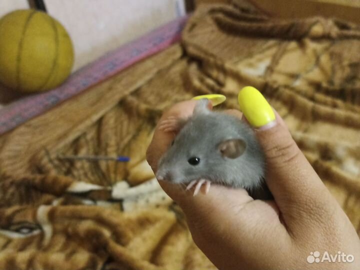 Крысята дамбо