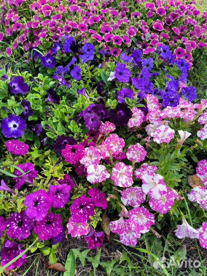 Петуния вегетативная