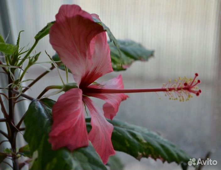 Гибискус изменчивый,Bold and Sassy,Sunrise и др