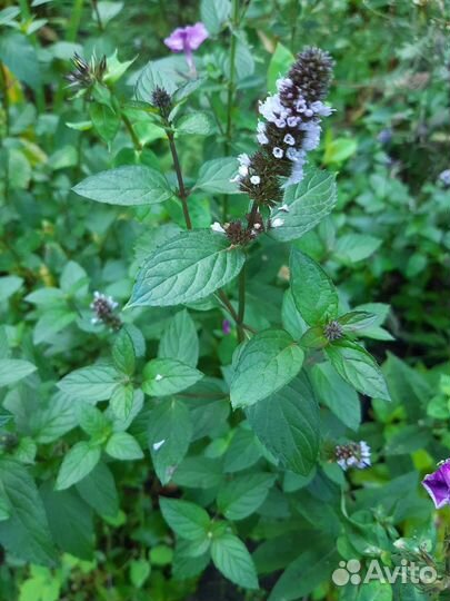 Лаванда, мята, чабрец