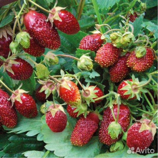 Земляника ремонтантная мелкая