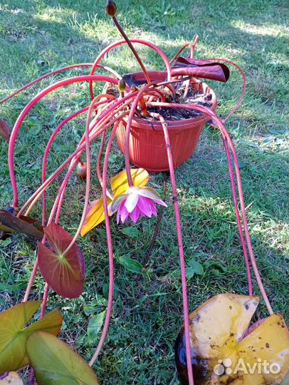 Кувшинки (нимфеи)