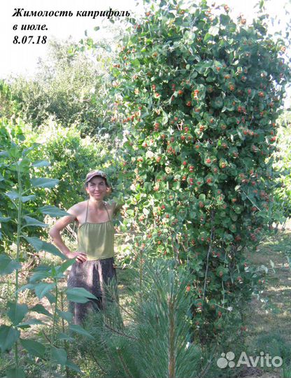 Деревья, кустарнии, хвойники