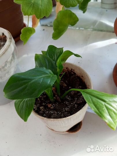 Комнатные цветы алоэ