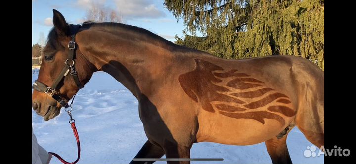 Стрижка лошадей, креативный груминг