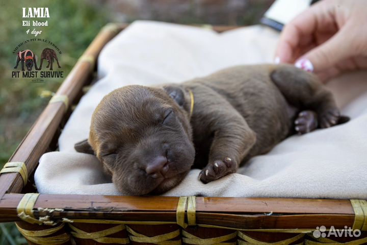 Очаровательные малыши апбт