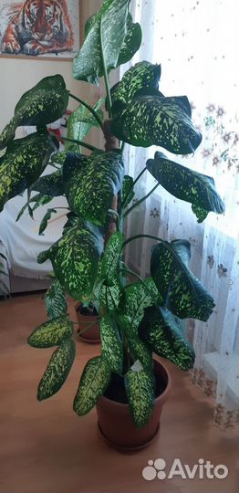 Комнатные цветы