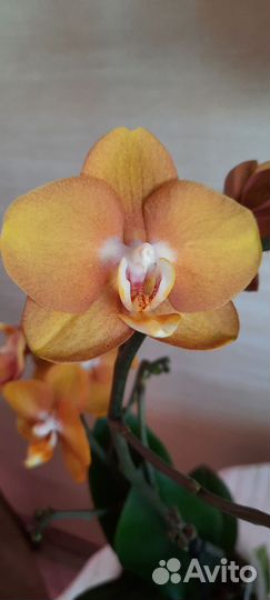 Орхидея фаленопсис