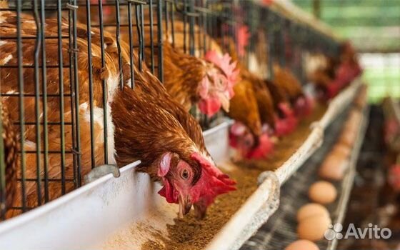 Разнорабочий на производство