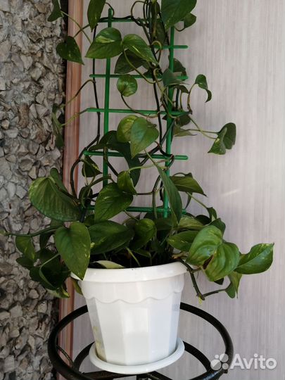 Эпипрениум