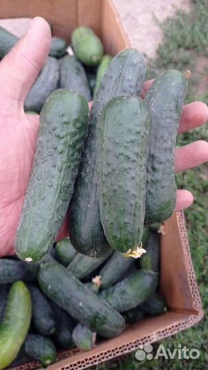 Огурцы свежие домашние
