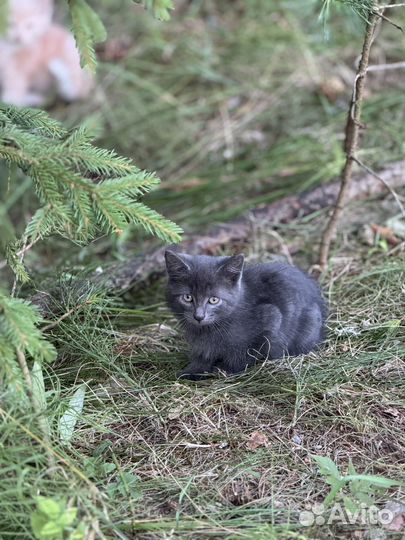 Отдам бесплатно в добрые руки котят