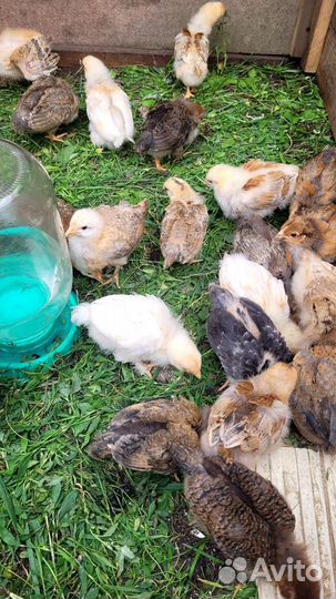 Цыплята