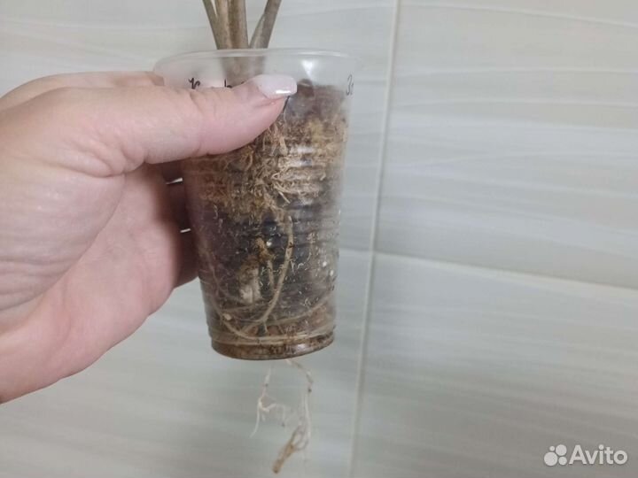 Детка Зебрина,Мишольца.Каразон