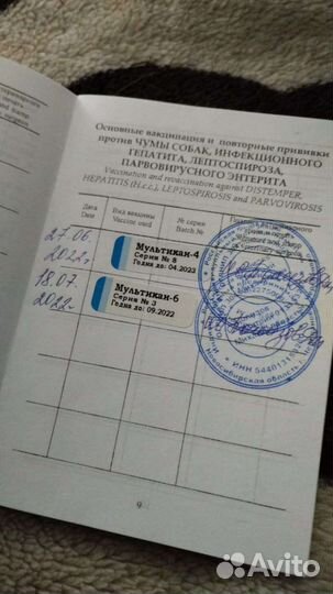 Мини чихуахуа