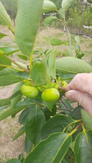 Дача 10 м² на участке 4 сот.