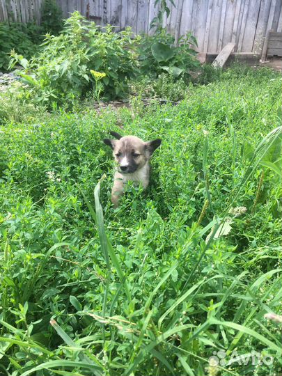 Щенок в добрые руки