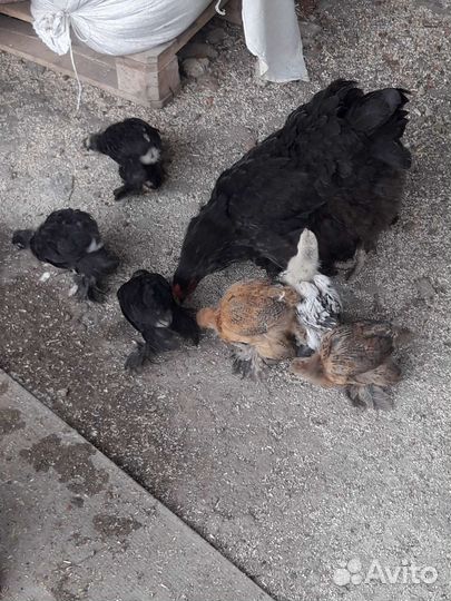 Цыплята Брама