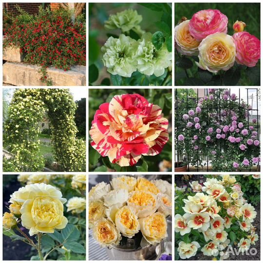 Саженцы роз