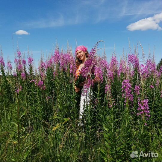 Иван-чай ферментированный, крупнолистовой