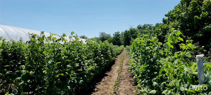 Саженцы малины