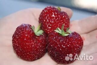 Садовая клубника Мице Шиндлер