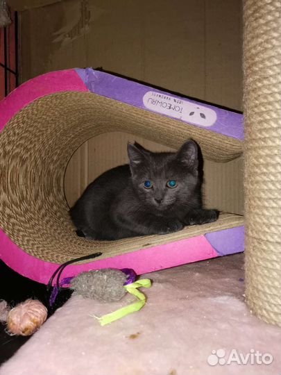 Котенок Юша 3 мес ищет дом